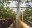 Established, turnkey Tier 3 Cannabis producer / processor with shared airstrip .