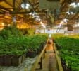 Established, turnkey Tier 3 Cannabis producer / processor with shared airstrip .