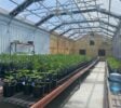 Cannabis Real Estate Listings | Cannabis Greenhouses For Lease