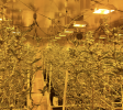 Turnkey Indoor Cultivation Opportunity