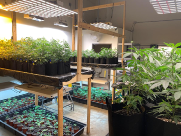 Marijuana Grow Operation in Tulsa County