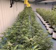 Cannabis Businesses For Sale | Cannabis Cultivation/ Grow Businesses For Sale