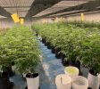 Cannabis Cultivation & Processing licensed Facility on 5 Acres (outdoor grow possible)