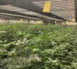 Cannabis Cultivation & Processing licensed Facility on 5 Acres (outdoor grow possible)