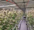 INDOOR CANNABIS GROW FACILITY WITH ACTIVE GROW LICENSE AND APPROVED COO!!