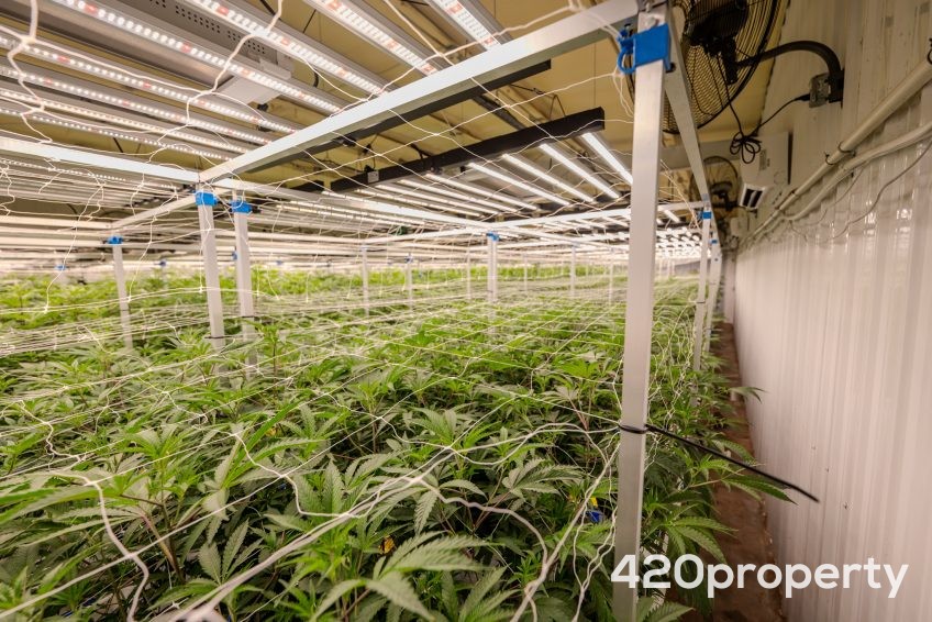 Cannabis Businesses For Sale | Cannabis Cultivation/ Grow Businesses For Sale