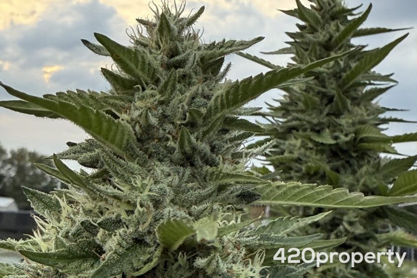 Cannabis Businesses For Sale | Cannabis Cultivation/ Grow Businesses For Sale
