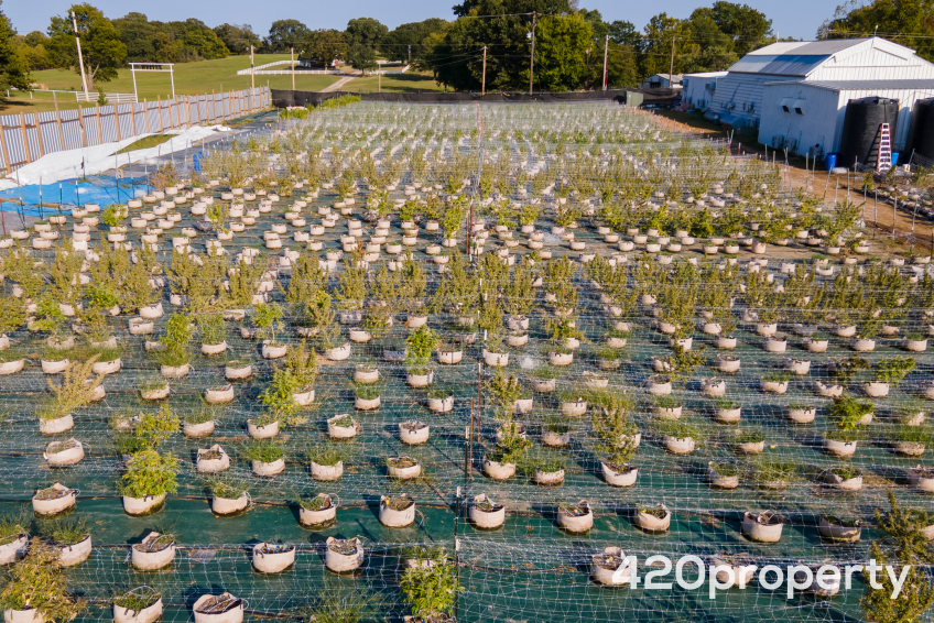 Cannabis Businesses For Sale | Cannabis Cultivation/ Grow Businesses For Sale