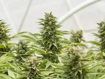 Wholly-owned, multi-unit licensed greenhouse and indoor facility near Winnipeg, MB, Canada available for $525,000 USD ($750,000 CAD) o.b.o.