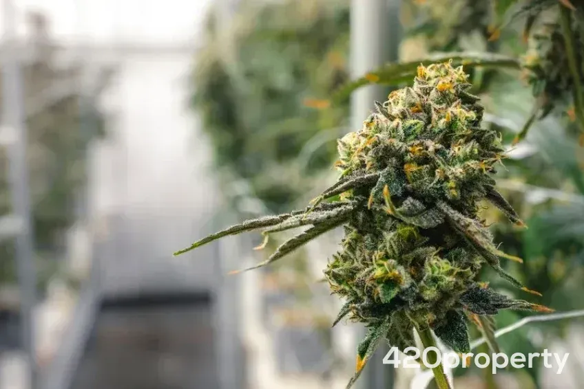 Cannabis Businesses For Sale | Cannabis Cultivation/ Grow Businesses For Sale