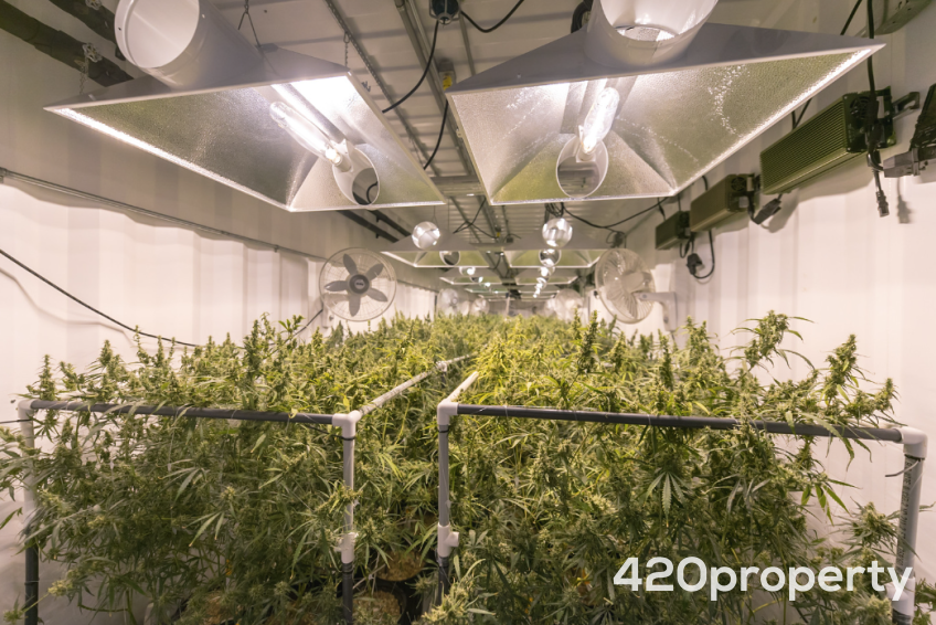 Businesses For Sale | Cultivation & Growing Companies For Sale