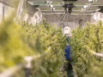 Cannabis Conditional Class 5 Retail Micro Portable License For Sale (New Jersey, USA) #1802