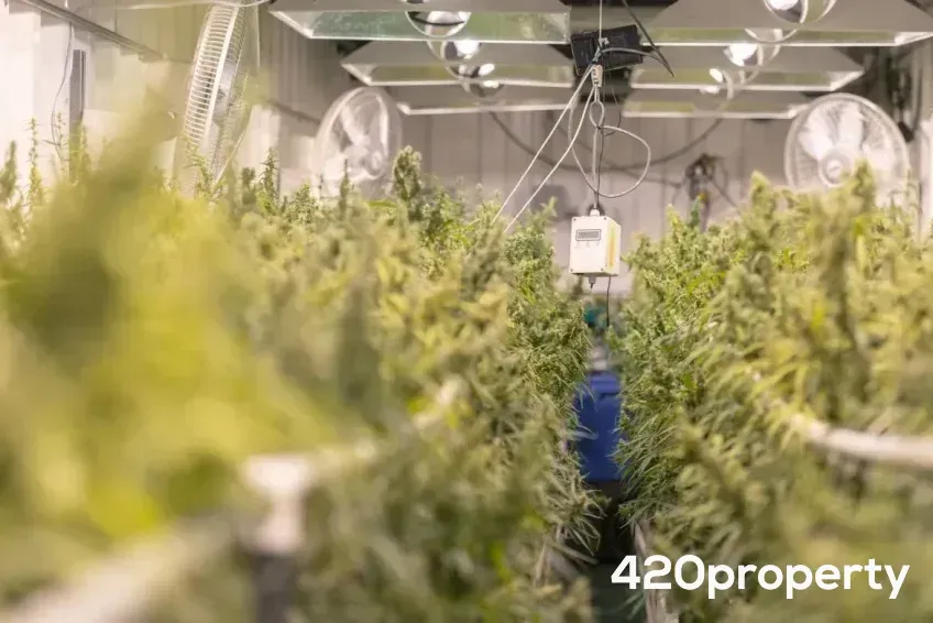 Businesses For Sale | Other Cannabis, CBD, & Hemp Businesses For Sale