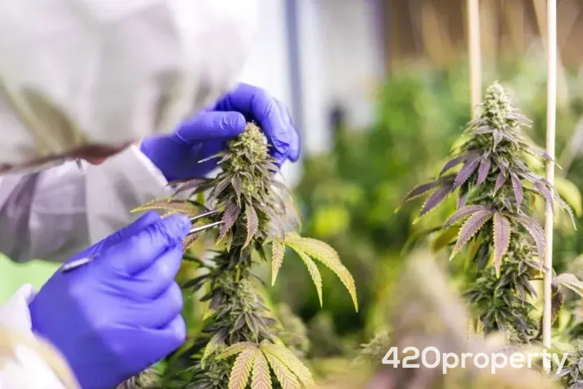 Businesses For Sale | Other Cannabis, CBD, & Hemp Businesses For Sale