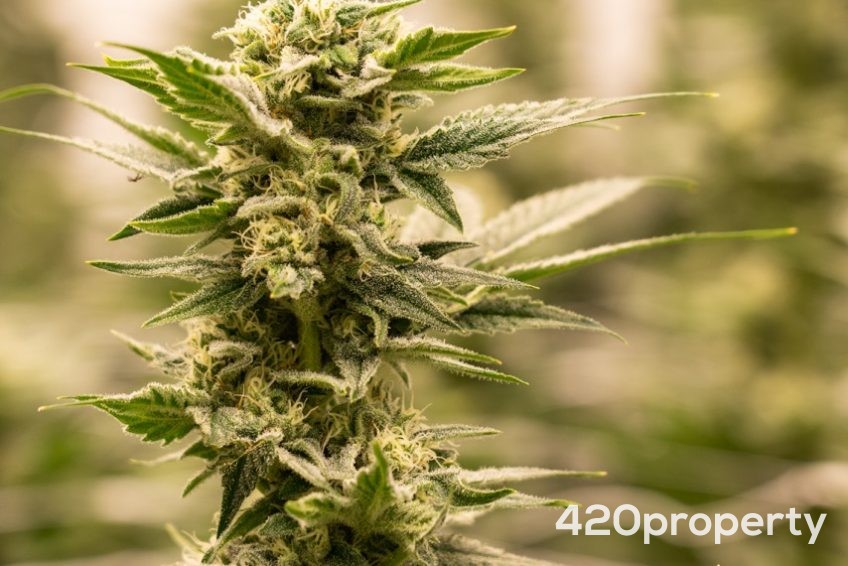 Cannabis Businesses For Sale | Cannabis Business Licenses For Sale