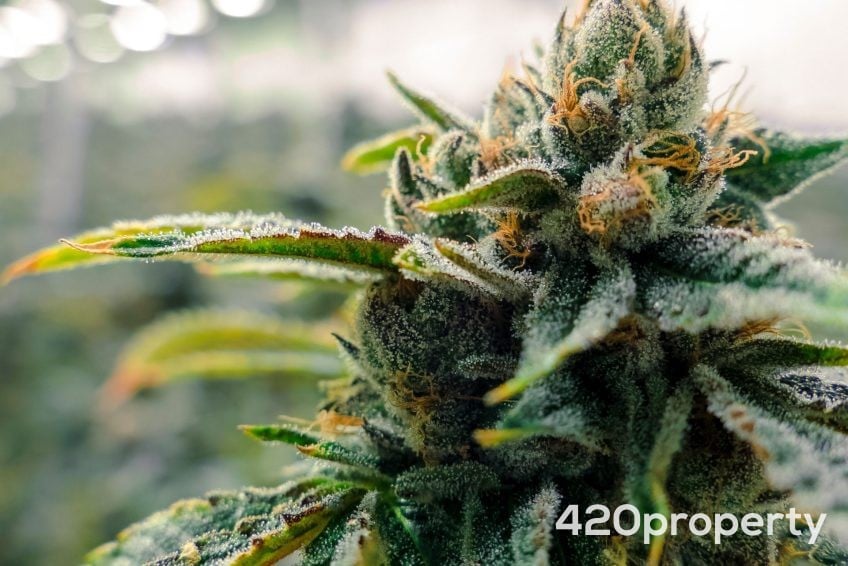 Cannabis & Hemp Industry Joint Venture Opportunities | Cannabis & Hemp Industry Joint Venture Opportunities