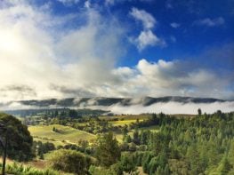 Luxury Estate with Two Designer Homes, Fully Licensed Cannabis Farm, Pinot Noir Vineyard & Bonded Winery in Mendocino County, California