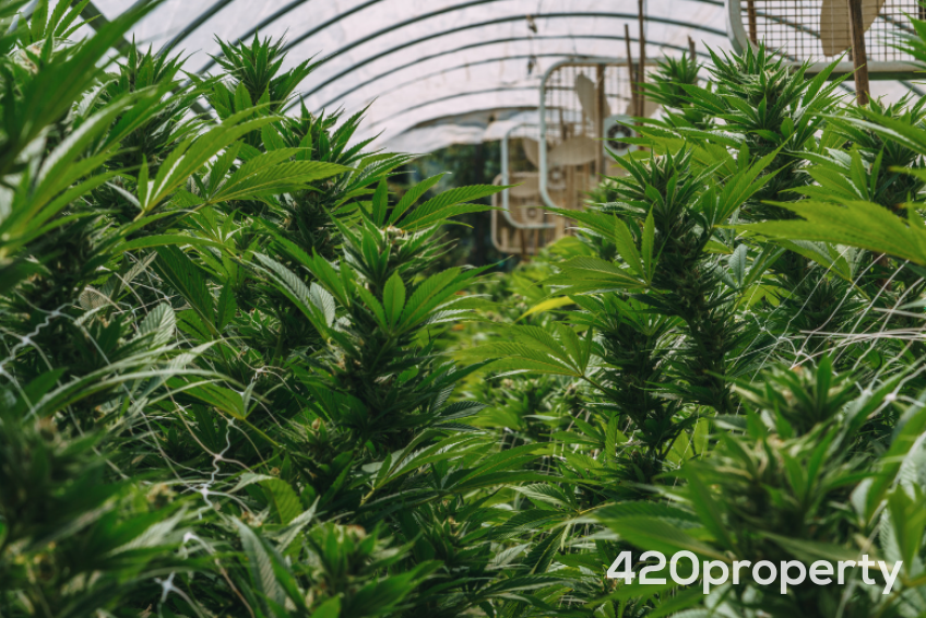 Cannabis Businesses For Sale | Cannabis Cultivation/ Grow Businesses For Sale