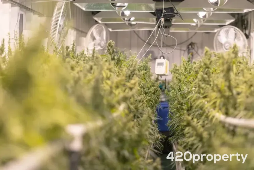 Cannabis Businesses For Sale | Cannabis Manufacturing / Processing Businesses For Sale