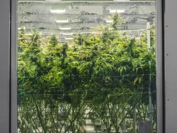 Adult-Use Cannabis Tier 3 Processor Branding License for Sale (New York, USA) #1833