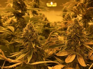 1300 Light’s Turnkey Indoor Cannabis Cultivation Opportunity 2 Fully Licensed Facilities For Sale (Adelanto, California) #1835