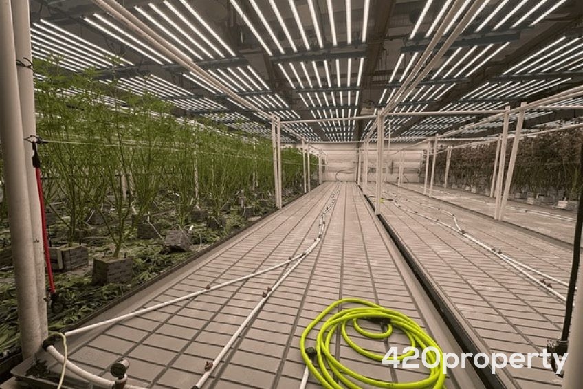 Cannabis Businesses For Sale | Cannabis Cultivation/ Grow Businesses For Sale