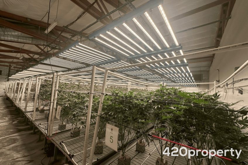 Cannabis Businesses For Sale | Cannabis Cultivation/ Grow Businesses For Sale