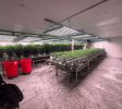 Cannabis Businesses For Sale | Cannabis Cultivation/ Grow Businesses For Sale