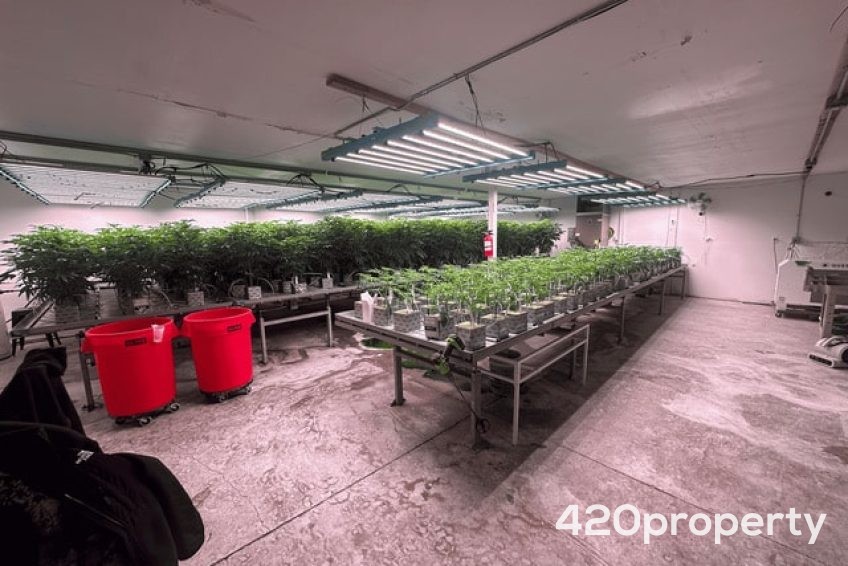 Cannabis Businesses For Sale | Cannabis Cultivation/ Grow Businesses For Sale