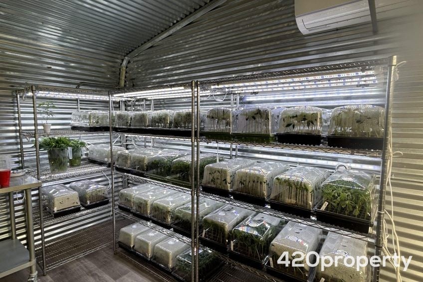 Cannabis Businesses For Sale | Cannabis Cultivation/ Grow Businesses For Sale