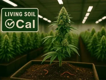 Branded OCal Certified Cultivation for Sale – Living Soil, Top-Shelf Flower