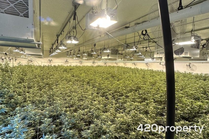 Cannabis & Hemp Industry Joint Venture Opportunities | Cannabis & Hemp Industry Joint Venture Opportunities