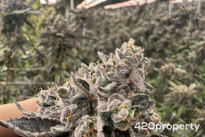 Cannabis Real Estate Listings | Cannabis Warehouses and Industrial Buildings For Sale