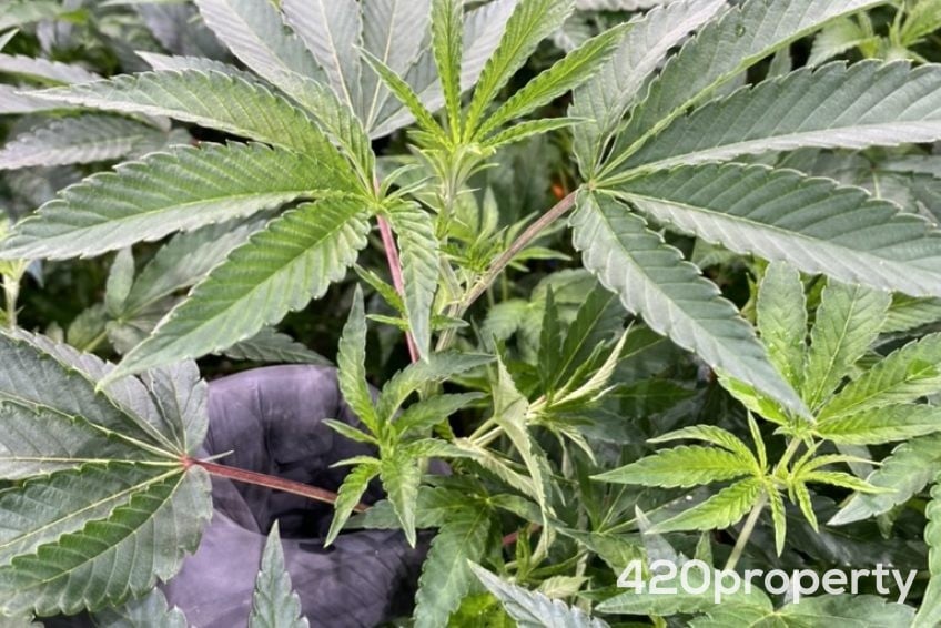 Cannabis & Hemp Industry Joint Venture Opportunities | Cannabis & Hemp Industry Joint Venture Opportunities