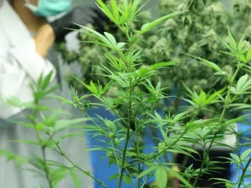 119 Flower Lights Fully Turnkey Cannabis Cultivation Business For Sale (Los Angeles, California) #1889