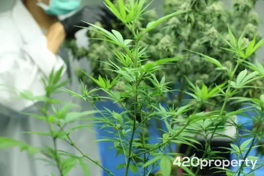 Businesses For Sale | Cultivation & Growing Companies For Sale