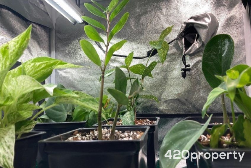 Cannabis Businesses For Sale | Cannabis Retail Stores & Dispensaries For Sale