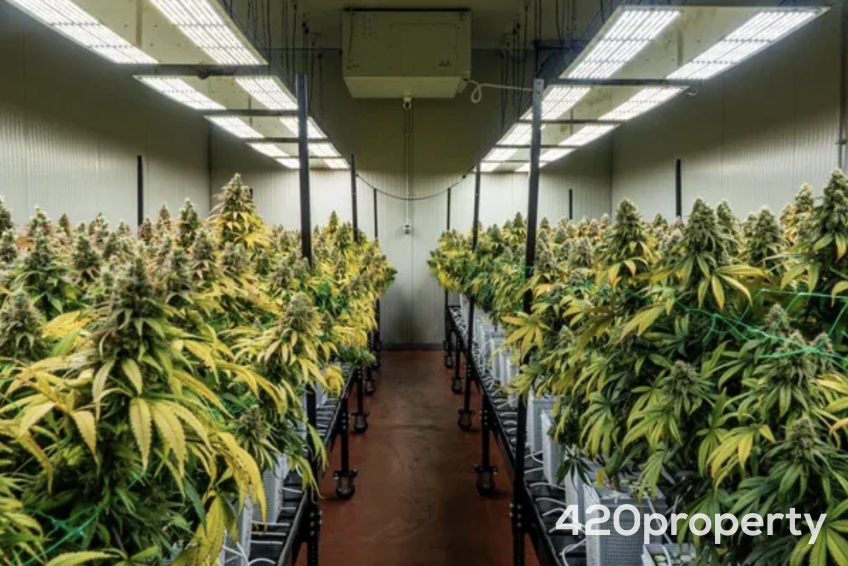 Cannabis Businesses For Sale | Cannabis Cultivation/ Grow Businesses For Sale