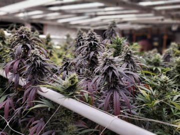 🌿 Fully Licensed Multi-Site Cannabis Business + Real Estate + Manufacturing Expansion | Montana