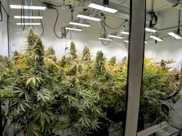 Minnesota Cultivation License for sale