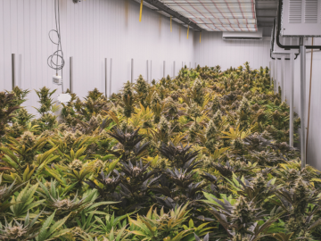 Approved Green Zone Real Estate for Cannabis Dispensary & Cultivation For Sale (Michigan, USA) #1903