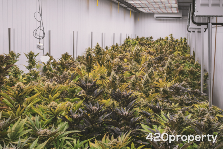 Businesses For Sale | Retail Stores & Dispensaries For Sale