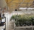 Turnkey Tier 3 Grow + MIP | Indoor/Outdoor/Greenhouse | SoCo