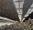 Turnkey Tier 3 Grow + MIP | Indoor/Outdoor/Greenhouse | SoCo