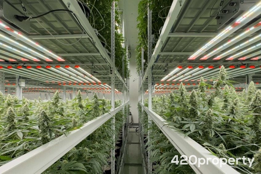 Cannabis Businesses For Sale | Cannabis Cultivation/ Grow Businesses For Sale