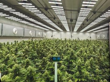 New York Microbusiness Cannabis License for Sale | Non-SEE | Vertically Integrated | Transfer Ready