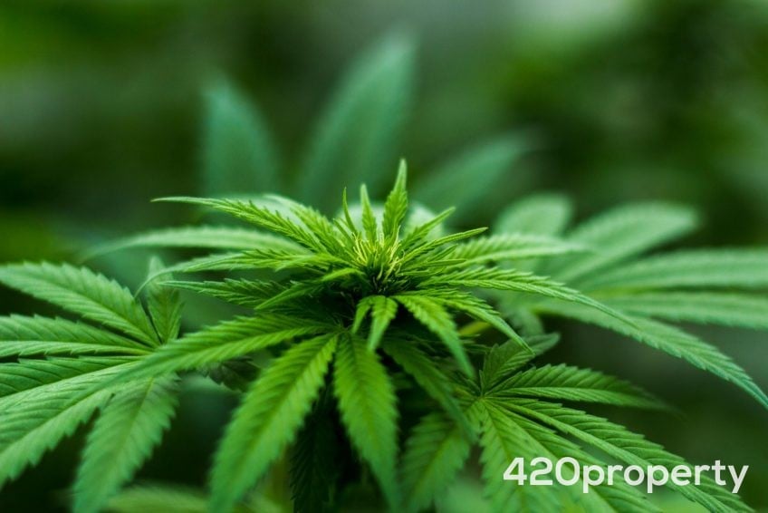 Cannabis Businesses For Sale | Cannabis Retail Stores & Dispensaries For Sale