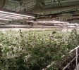 [Hot Property] Turn-Key Grow Operation | HVAC, 3 Phase, Odor Control, & Municipal City Water