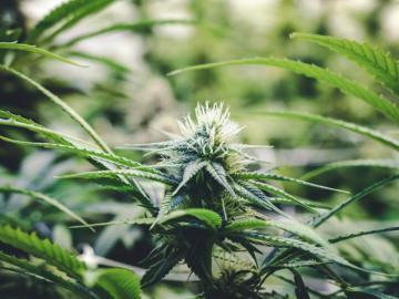 Built Out Cannabis Cultivation Tier 4 & Retail Dispensary Location For Sale Seller is looking for a LEASE TAKEOVER ONLY (Biddeford, Maine) #1929