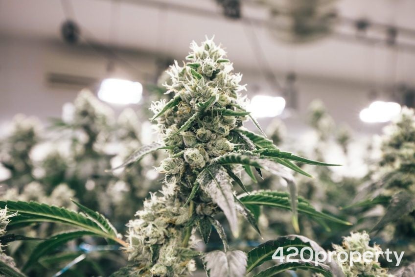 Cannabis Businesses For Sale | Cannabis Cultivation/ Grow Businesses For Sale